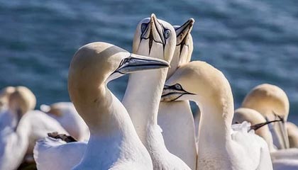 九游体育下载-森林狼凭借防守击败活塞，森林狼凭借防守击败活塞是哪一集