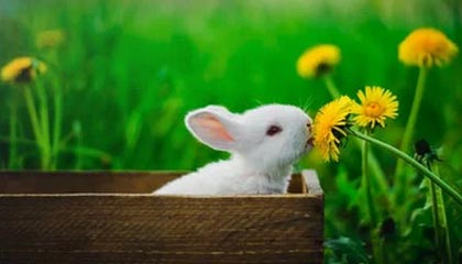 九游体育下载-森林狼凭借防守击败活塞，森林狼凭借防守击败活塞是哪一集